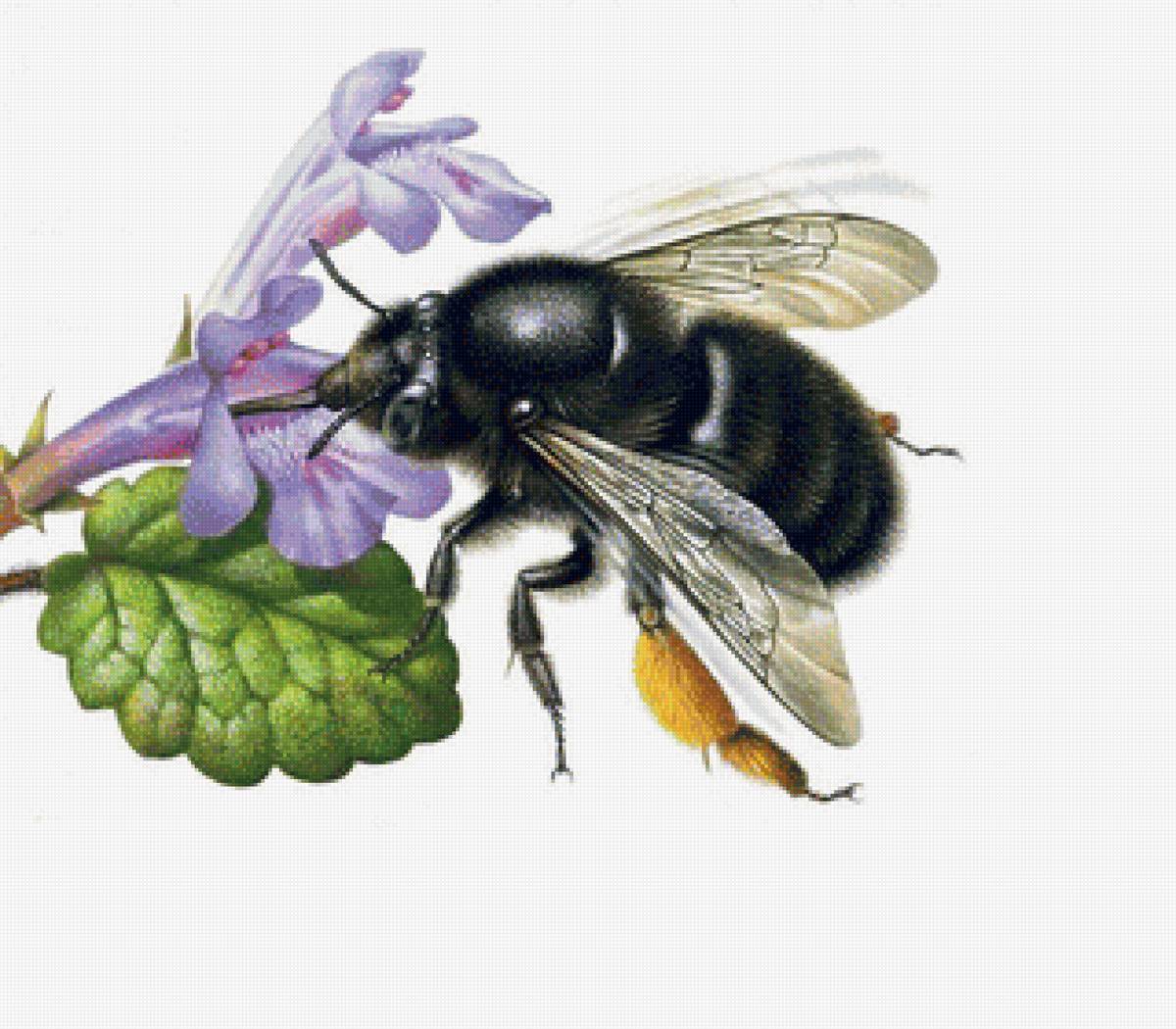 Пчела на цветке - цветы, пчела - предпросмотр