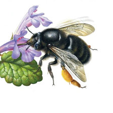 Схема вышивки «Пчела на цветке»