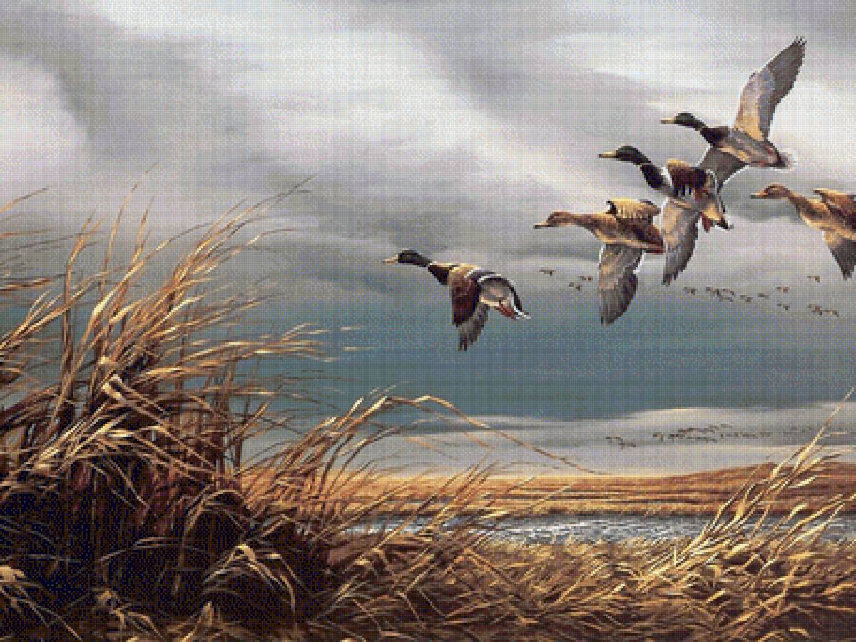 ПТИЦИ - природа, птици - предпросмотр