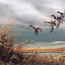 Схема вышивки «ПТИЦИ»