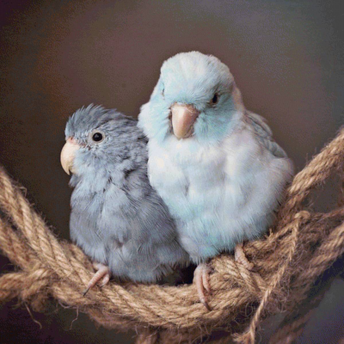 попугай - предпросмотр