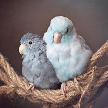 Схема вышивки «попугай»