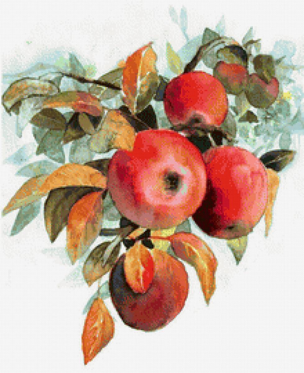 ветка с яблоками - кухня, яблоня, яблоко - предпросмотр