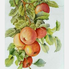 Схема вышивки «№1840179»