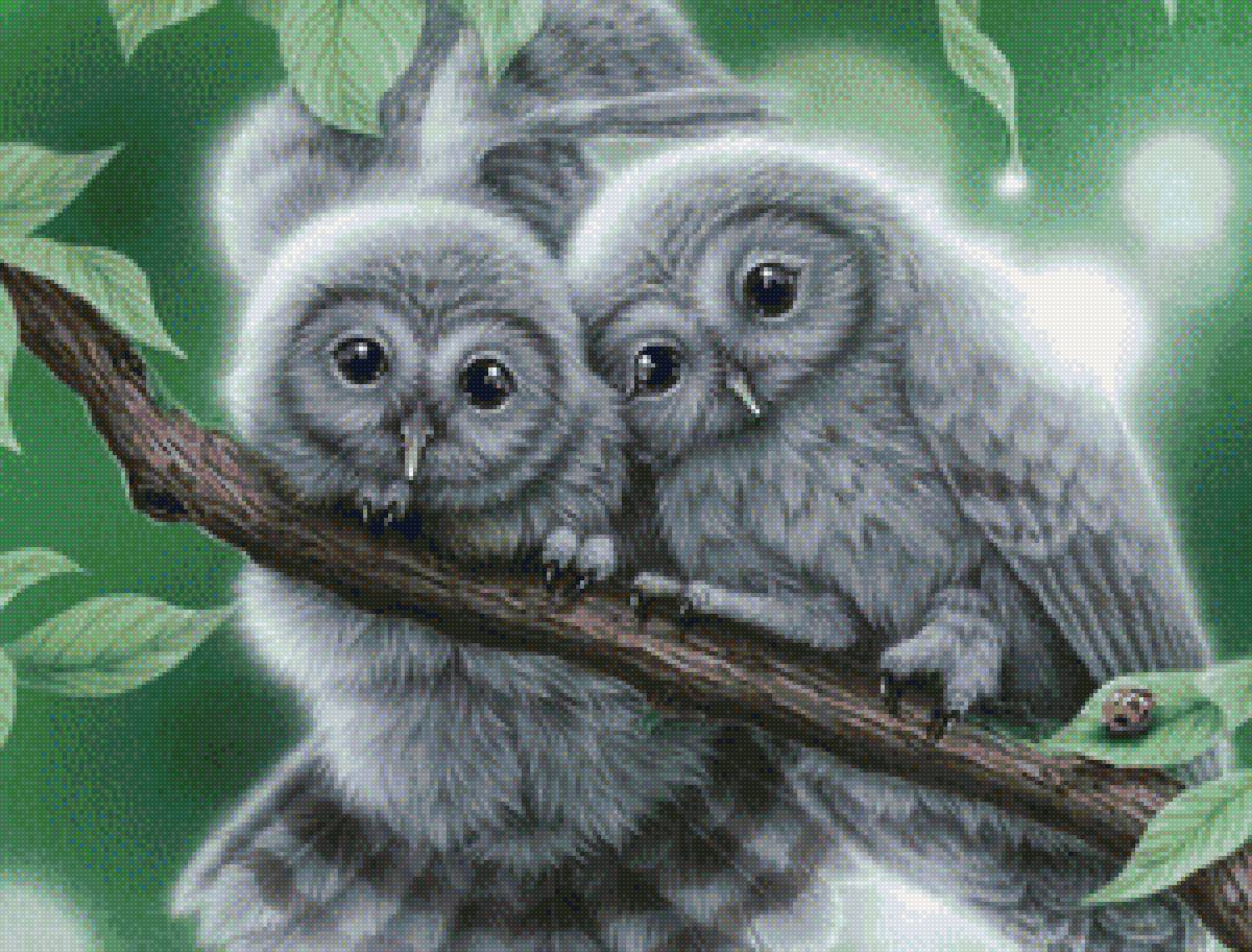 совята - совы, птицы - предпросмотр