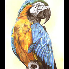 Схема вышивки «Серия "Птицы"»