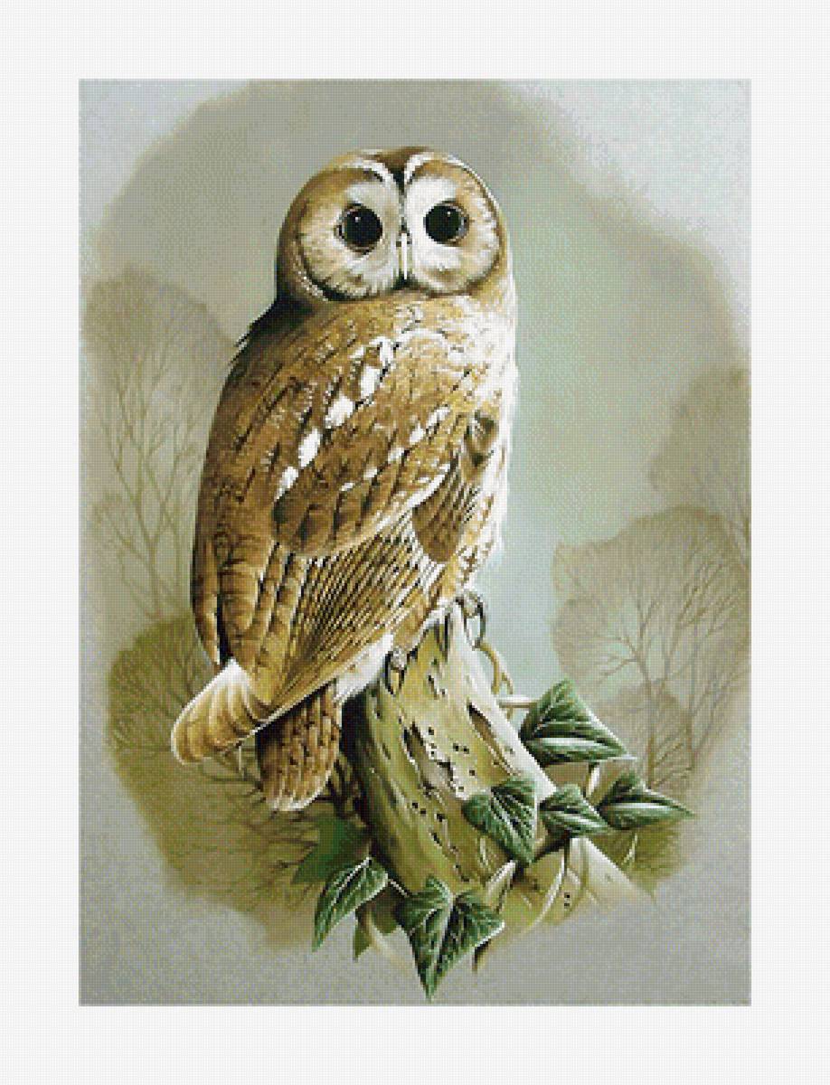 Серия "Совы" - совы, птицы, фауна - предпросмотр