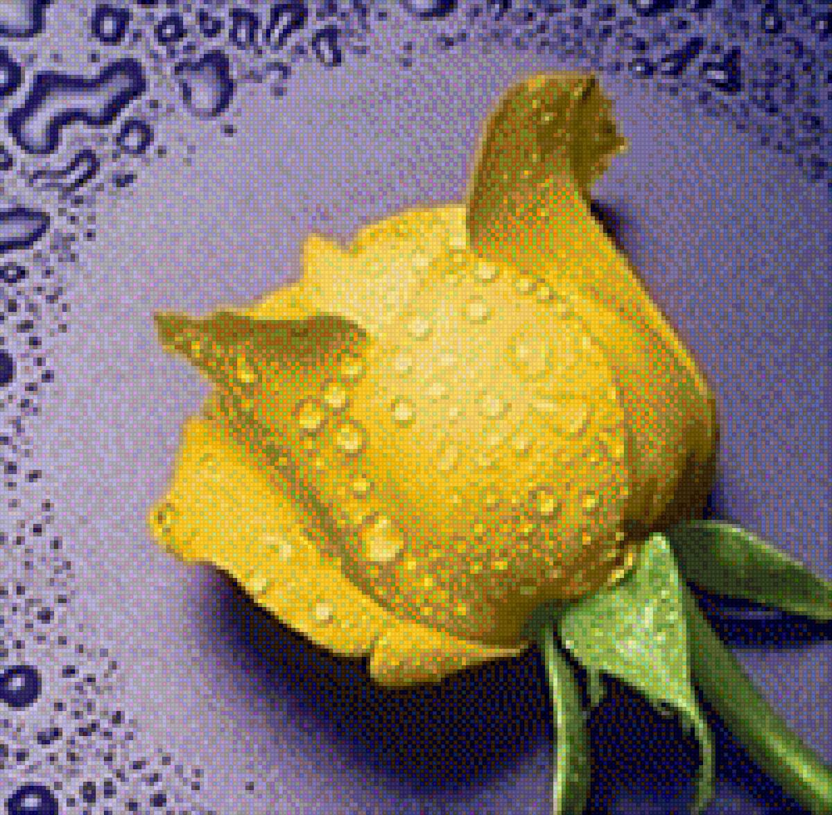 rosa gialla - предпросмотр