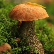 Схема вышивки «Осеняя красота»