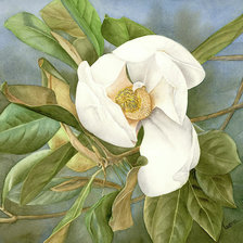 Схема вышивки «Белая магнолия»