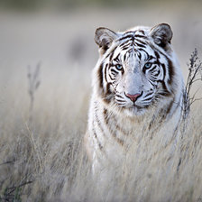 Схема вышивки «Белый тигр»