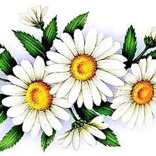 Схема вышивки «три ромашки»