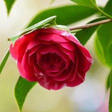 Схема вышивки «Одинокая красота»