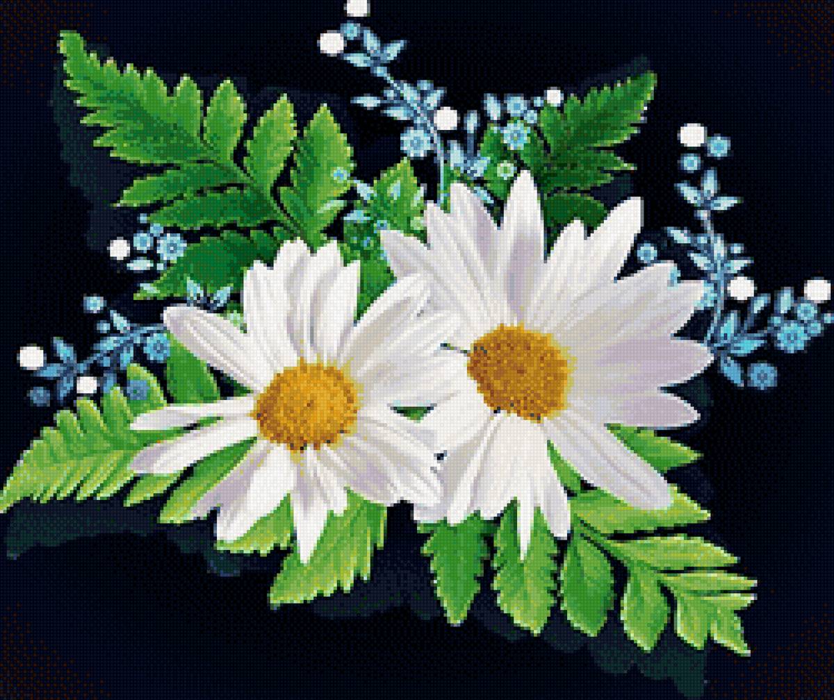 две ромашки - цветы, ромашки - предпросмотр