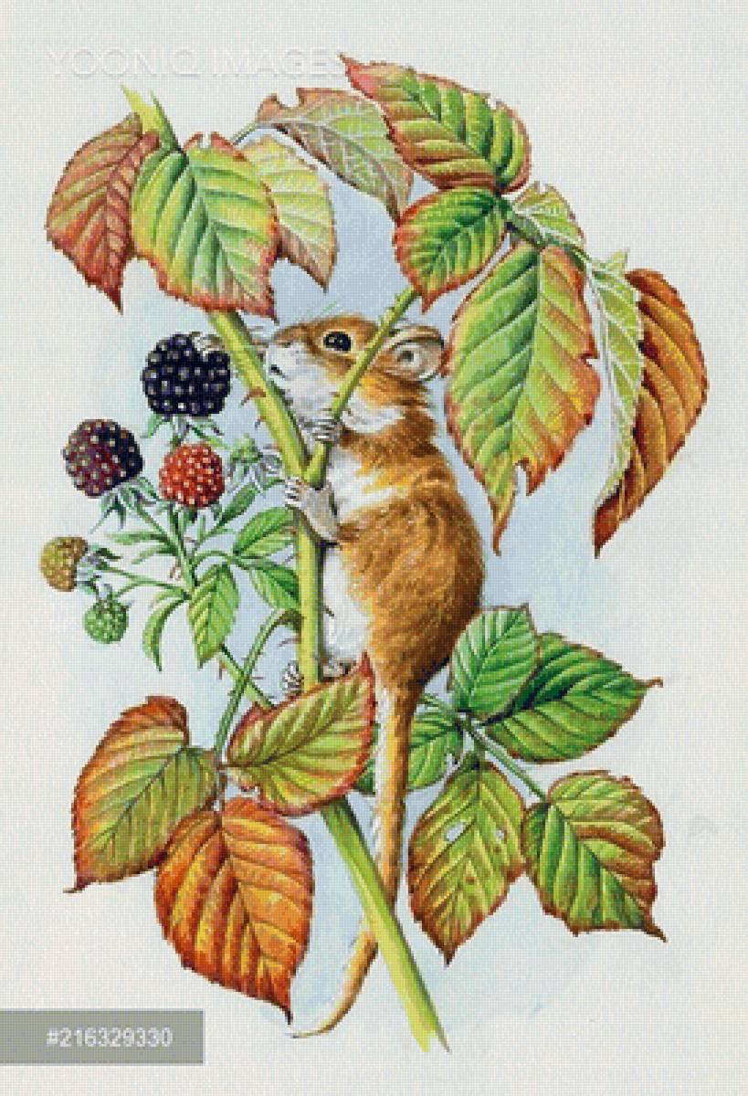 МЫШЬ - предпросмотр