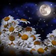 Схема вышивки «Ромашки под луной»