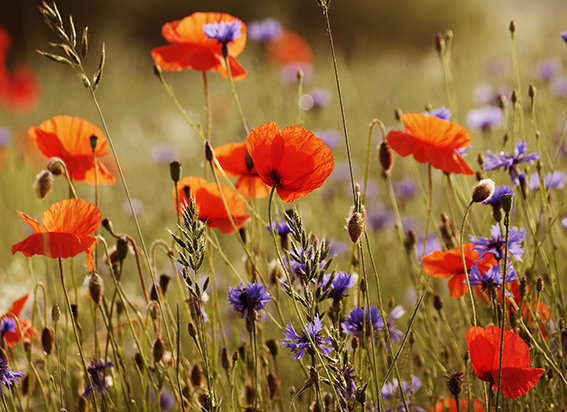 Маки - поляна, цветы, маки, поле, лето - оригинал