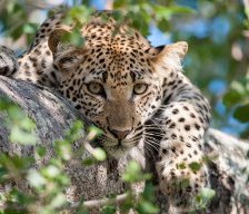 Схема вышивки «ДИКИЕ КОШКИ»