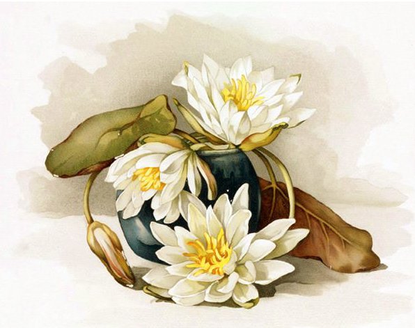 ВОДНАЯ ЛИЛИЯ - водная лилия - оригинал