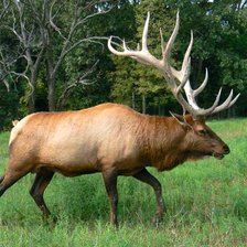 Схема вышивки «Олень 1»