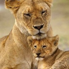 Схема вышивки «Львы»