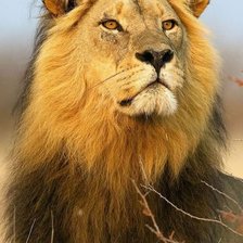 Схема вышивки «Лев»