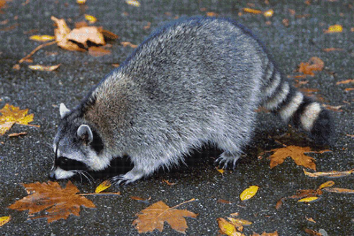 Енот осенью - предпросмотр