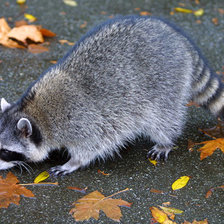 Схема вышивки «Енот осенью»
