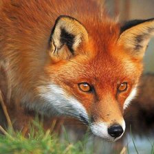 Схема вышивки «Лисонька»