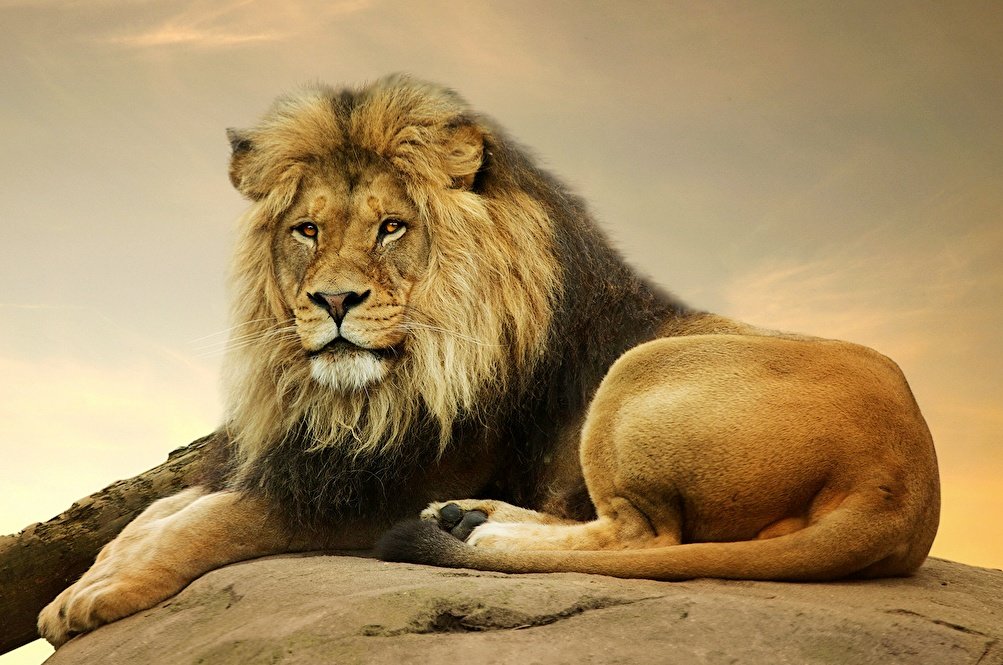 Лева - оригинал