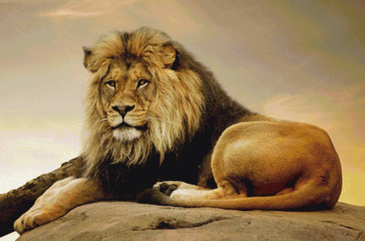 Лева - предпросмотр