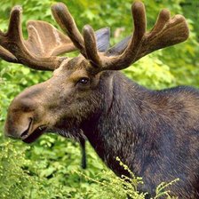 Схема вышивки «Лось»