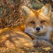 Рыжая, пушистая