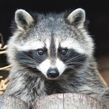 Схема вышивки «Енот 1»