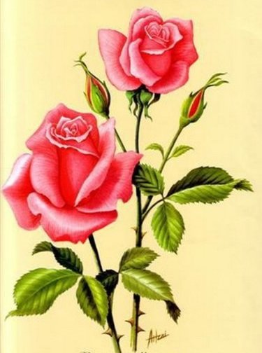 розы - оригинал