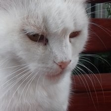 Схема вышивки «Кошка»