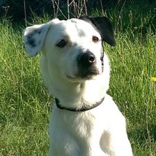 Схема вышивки «Ной»