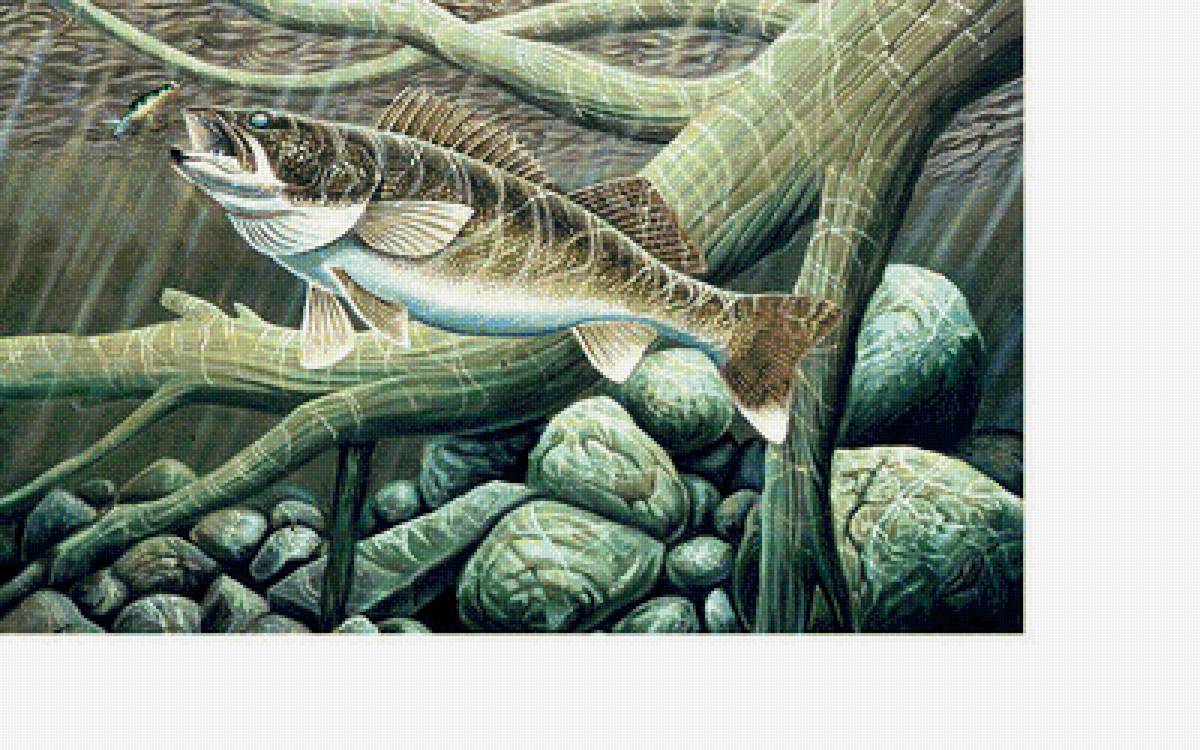 Щука - рыбалка, рыба - предпросмотр