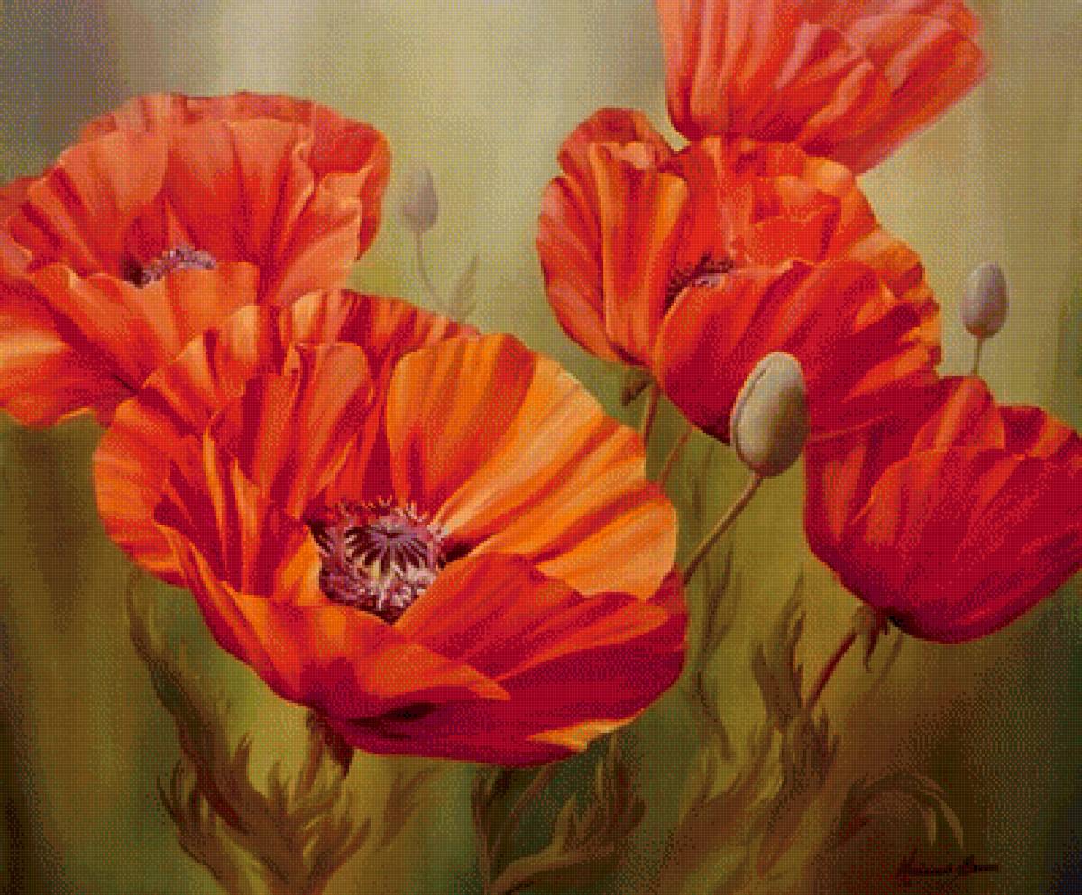 Маки - маки, цветы - предпросмотр