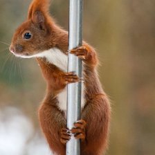 Схема вышивки «Белка на шесте»