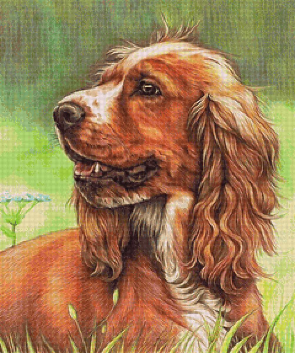 Спаниель - животные, собака, спаниель - предпросмотр