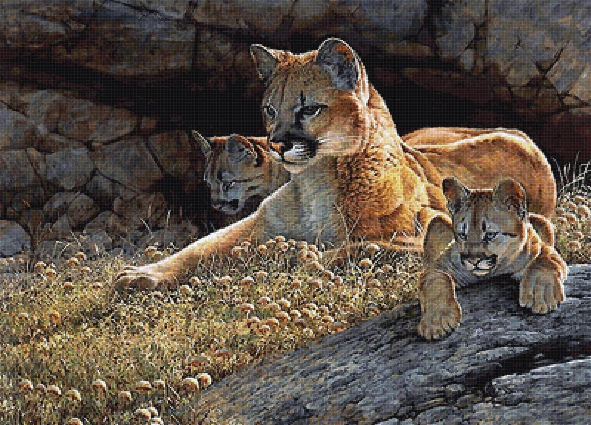 пума с котятами - мир животных - предпросмотр