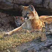 пума с котятами