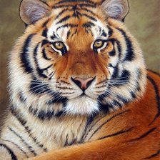 Схема вышивки «Тигр 2»