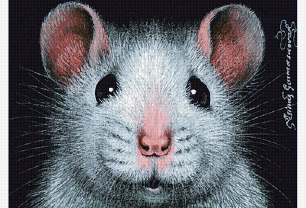 Фото на паспорт - мышонок, мышка - предпросмотр