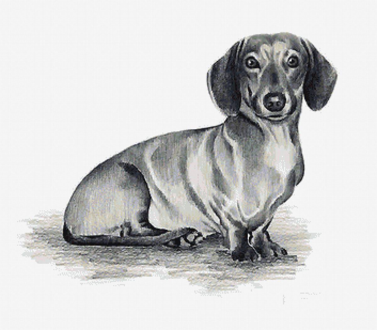 такса - предпросмотр