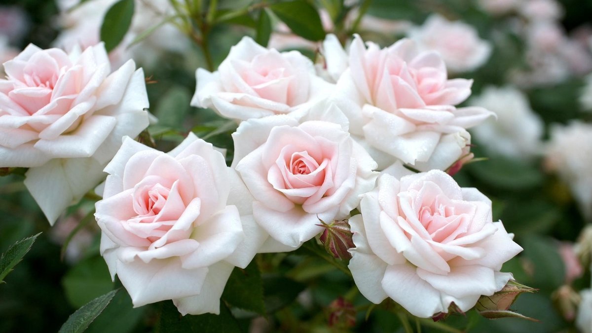 белые розы - розы - оригинал