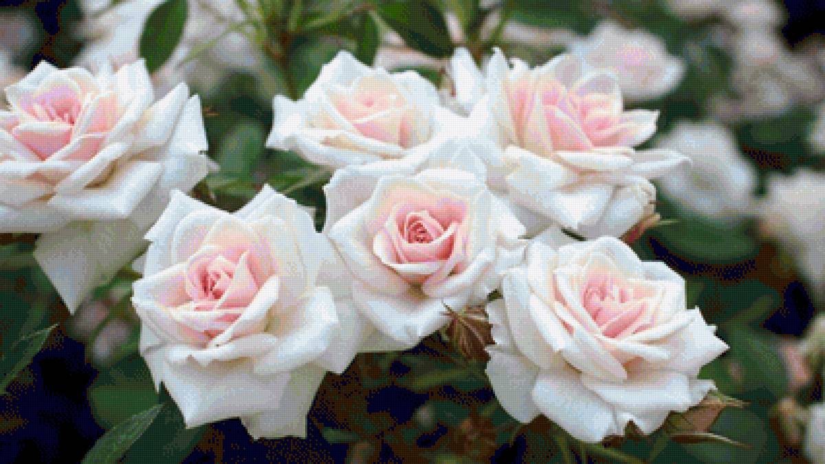 белые розы - розы - предпросмотр