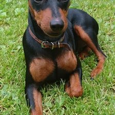 Схема вышивки «Моя любимица "Моня"»