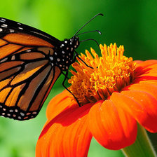 Схема вышивки «Бабочка»